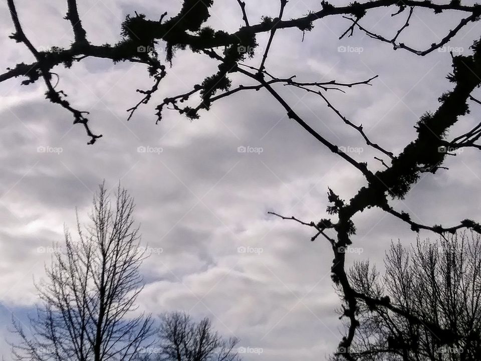 clouds framed by branches
