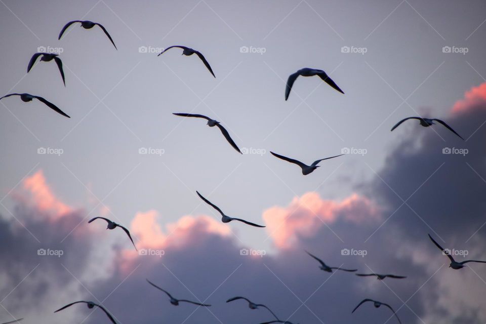 birds flying high