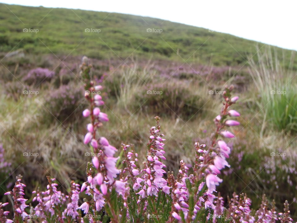 Mountain honey scent producer. In Ireland 