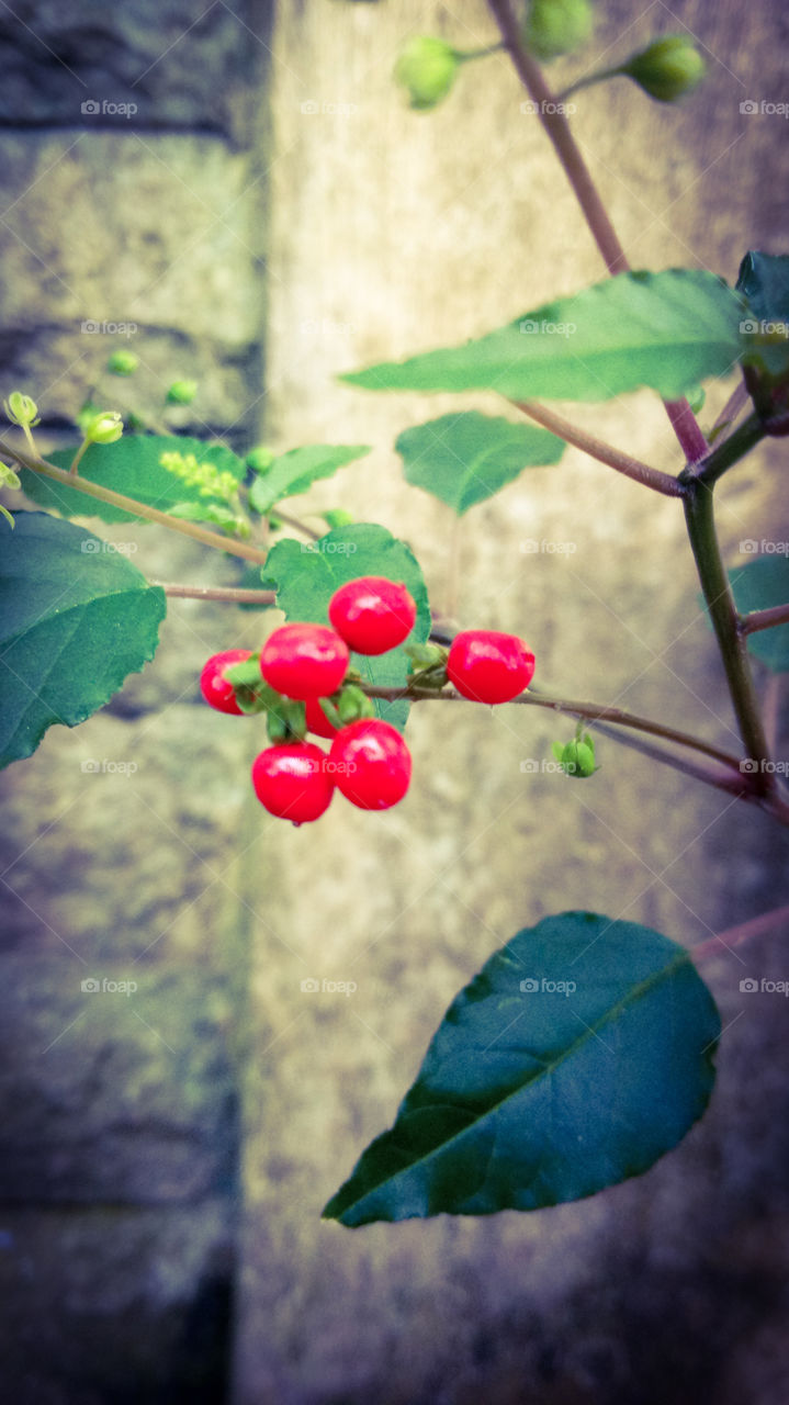 smartphone photo style fruit