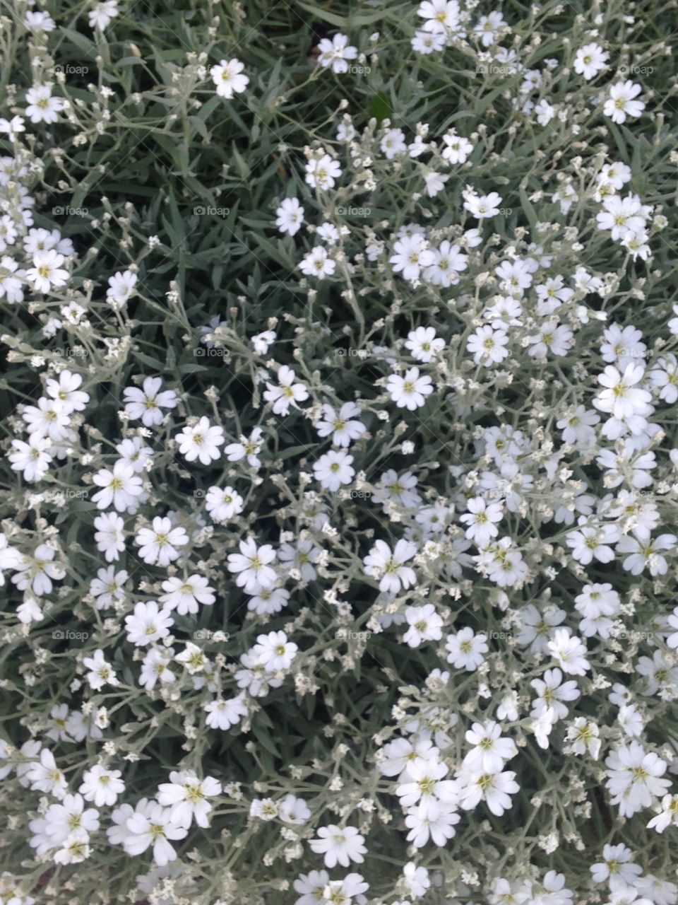 White flowers