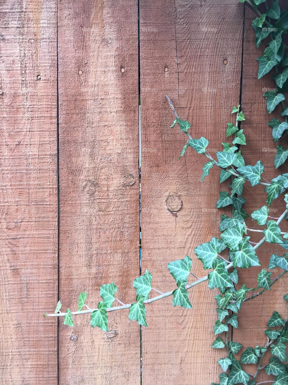 Ivy and fence 