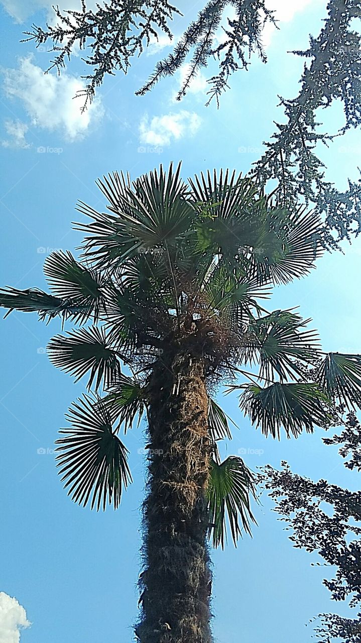 Palm, No Person, Tree, Nature, Tropical
