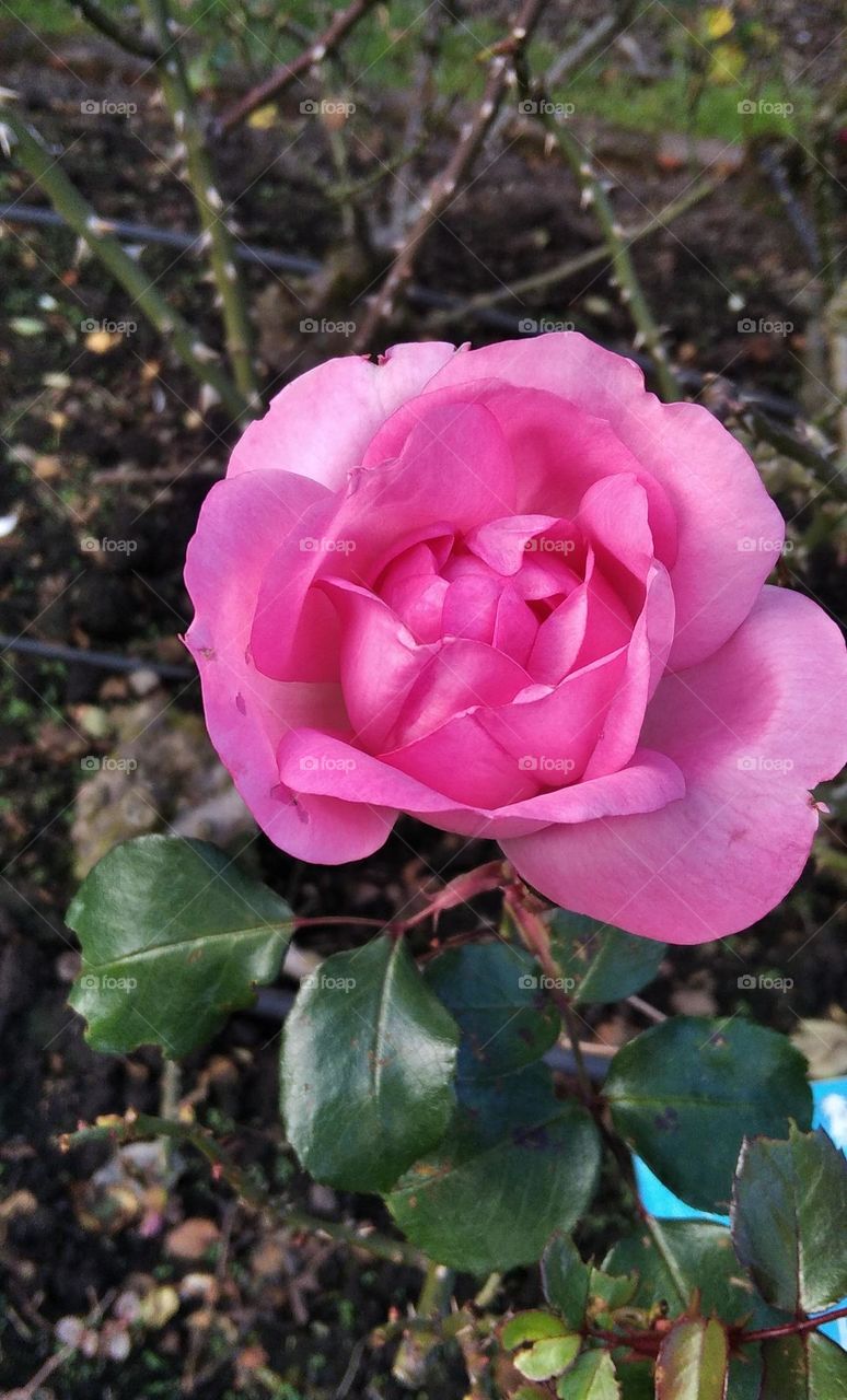 pink rose