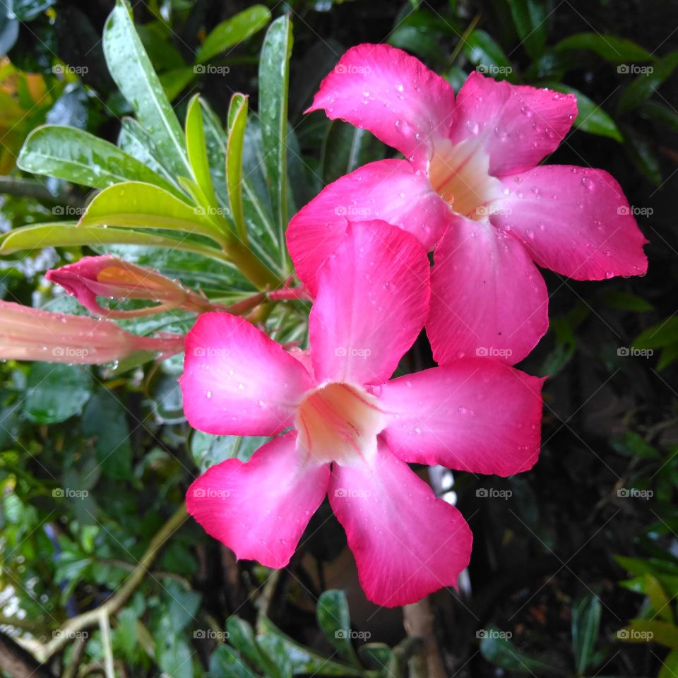 Pink flower on the park