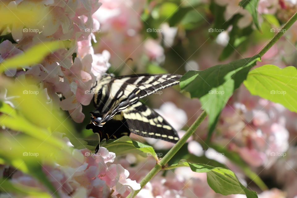 Butterfly on a pink flowers 