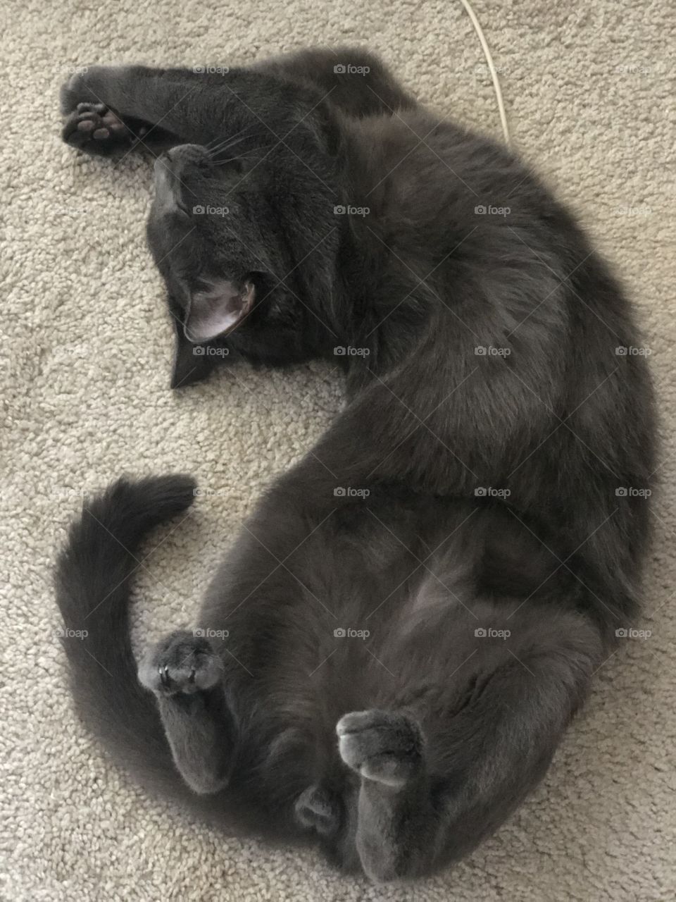 Rest and recharge cat nap