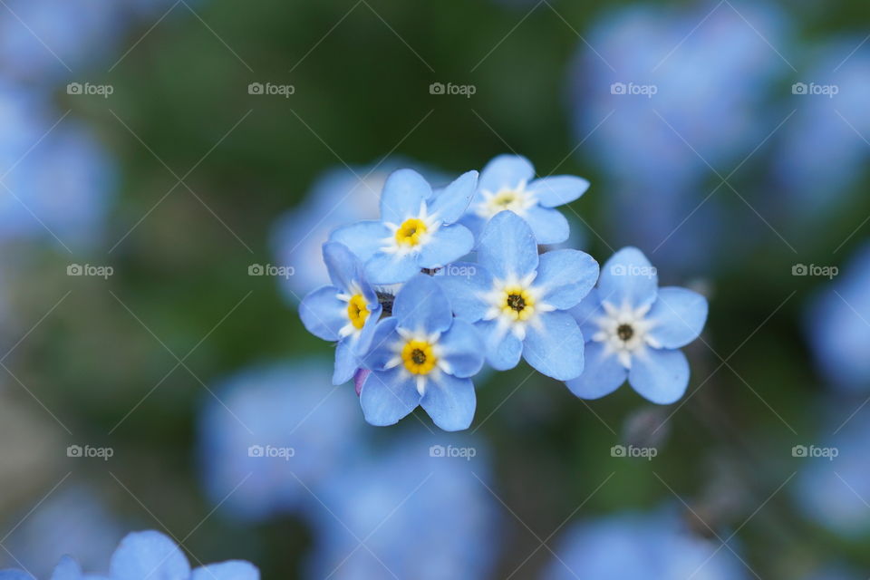 Close up of tiny Forget me not blue flowers taken in my garden 