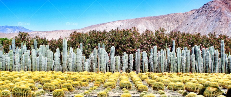 Cacti