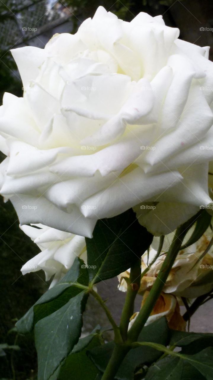 White roses