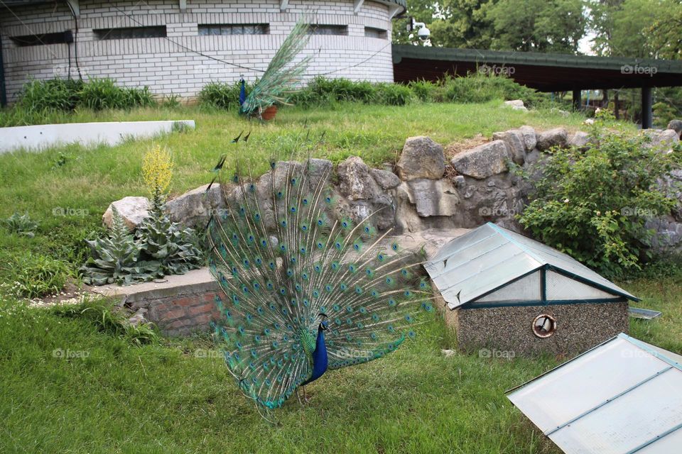 A peacock