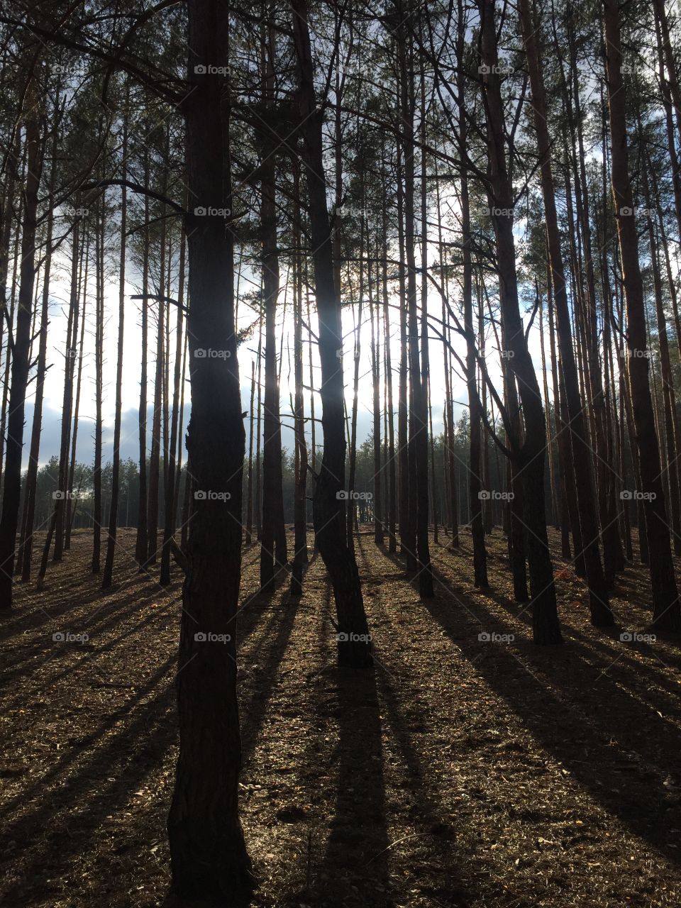 Forest in spring against the sun