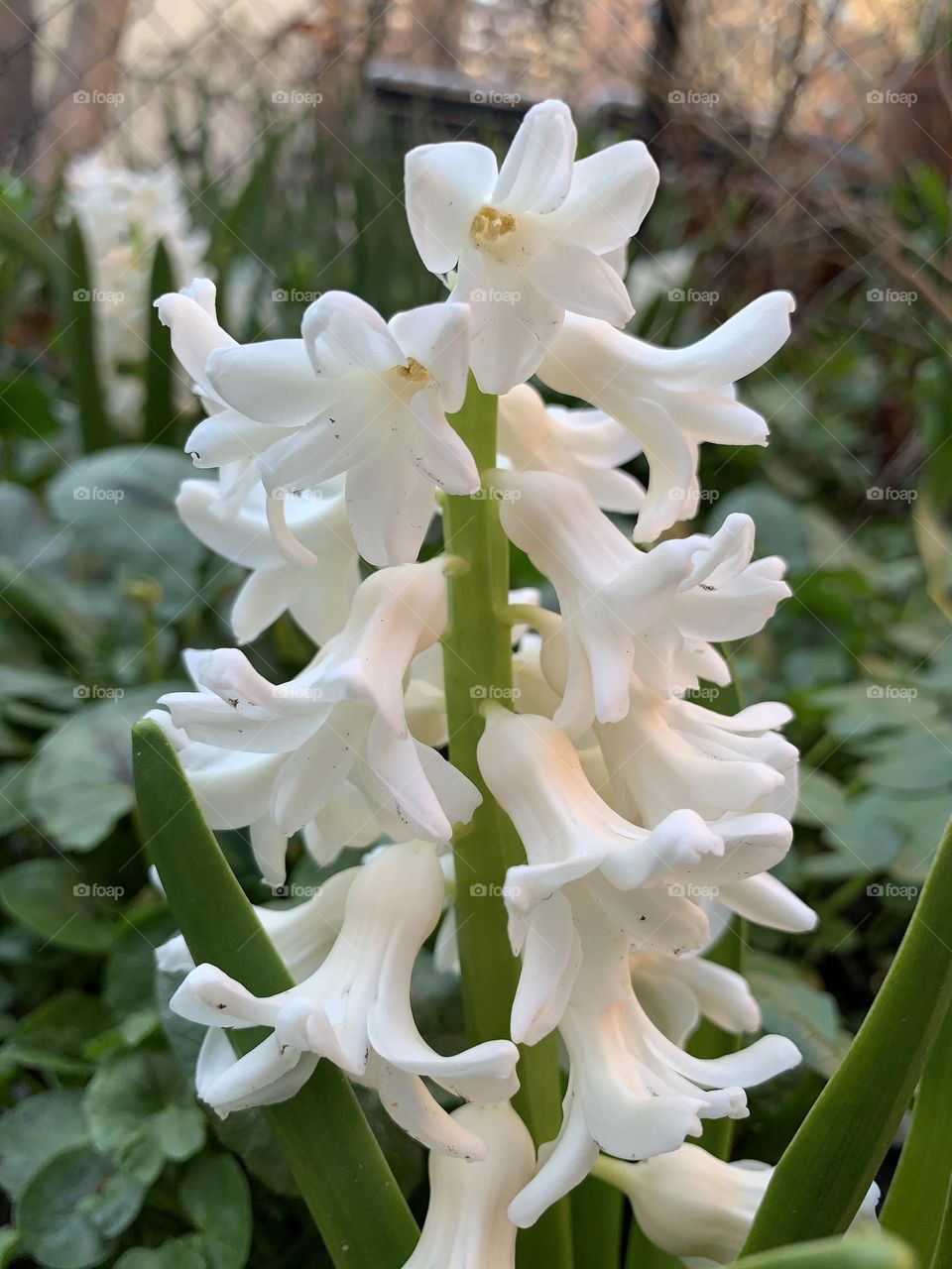 Full bloom of hyacinths 