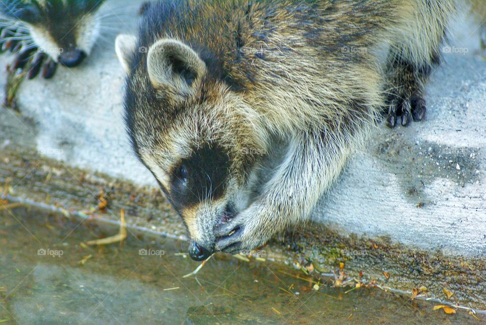 Close-up of a raccoon drinking water