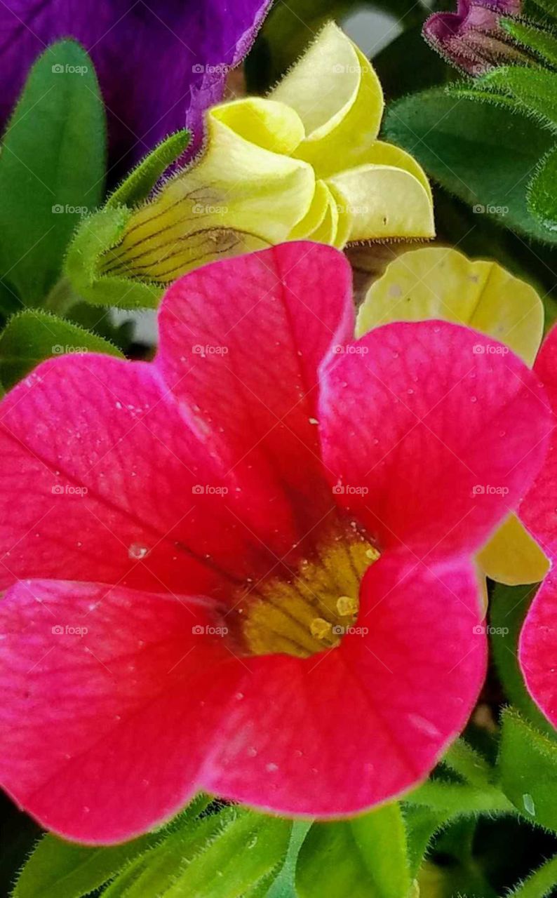 A close up of yellow and bright pink petunia blossoms