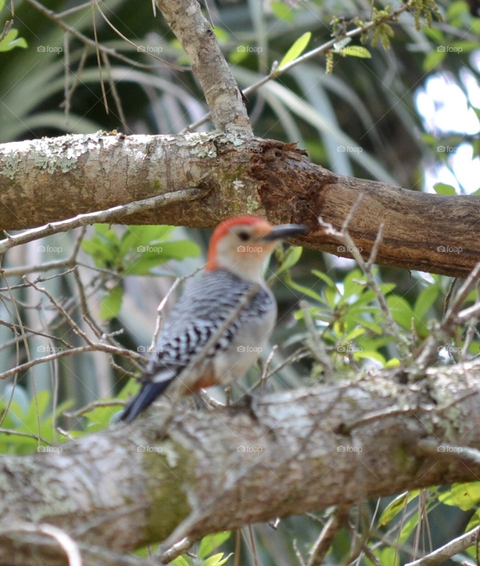 A closeup view of a small woodpecker sitting on a branch of an oak tree 
