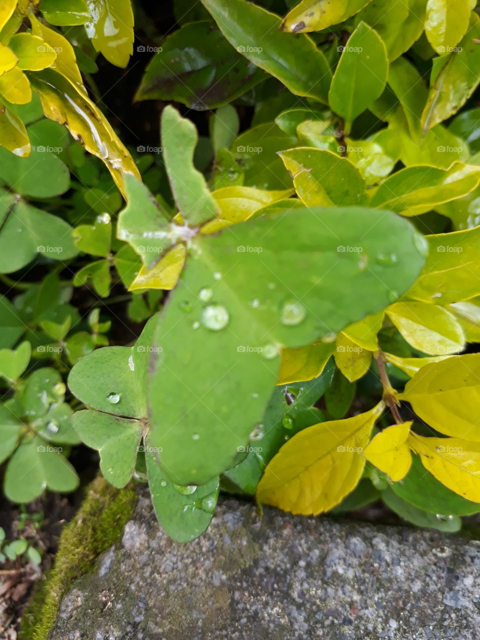 hoja verde con rocío de lluvia