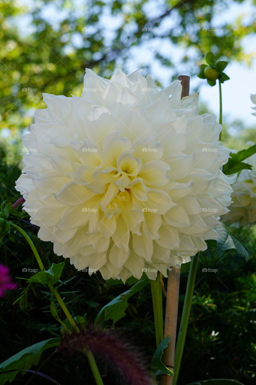 A dahlia flower. 