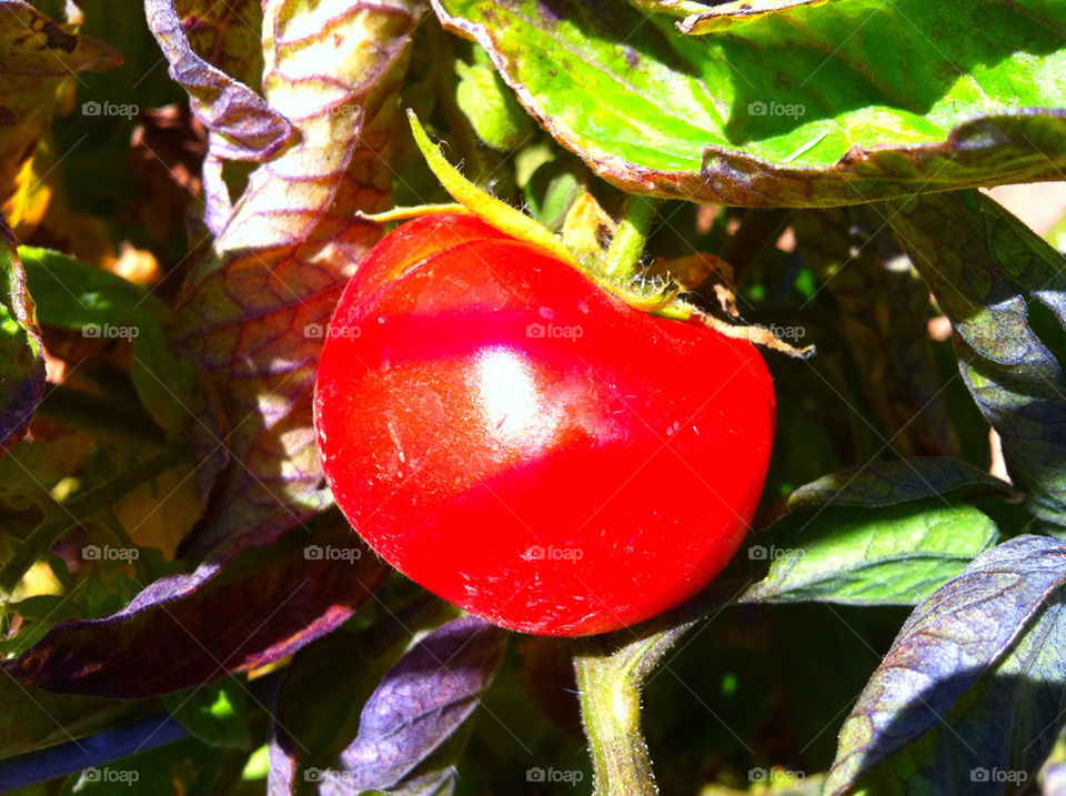 green nature red leaf by blackpearl079