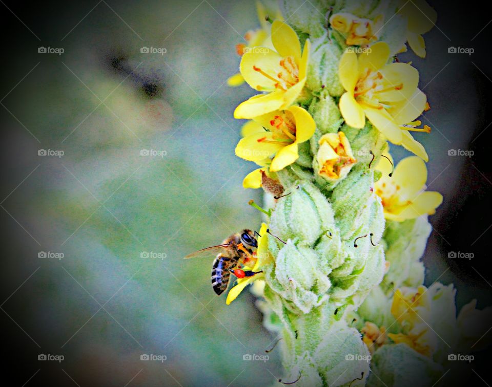 Nature 🐝 Bee