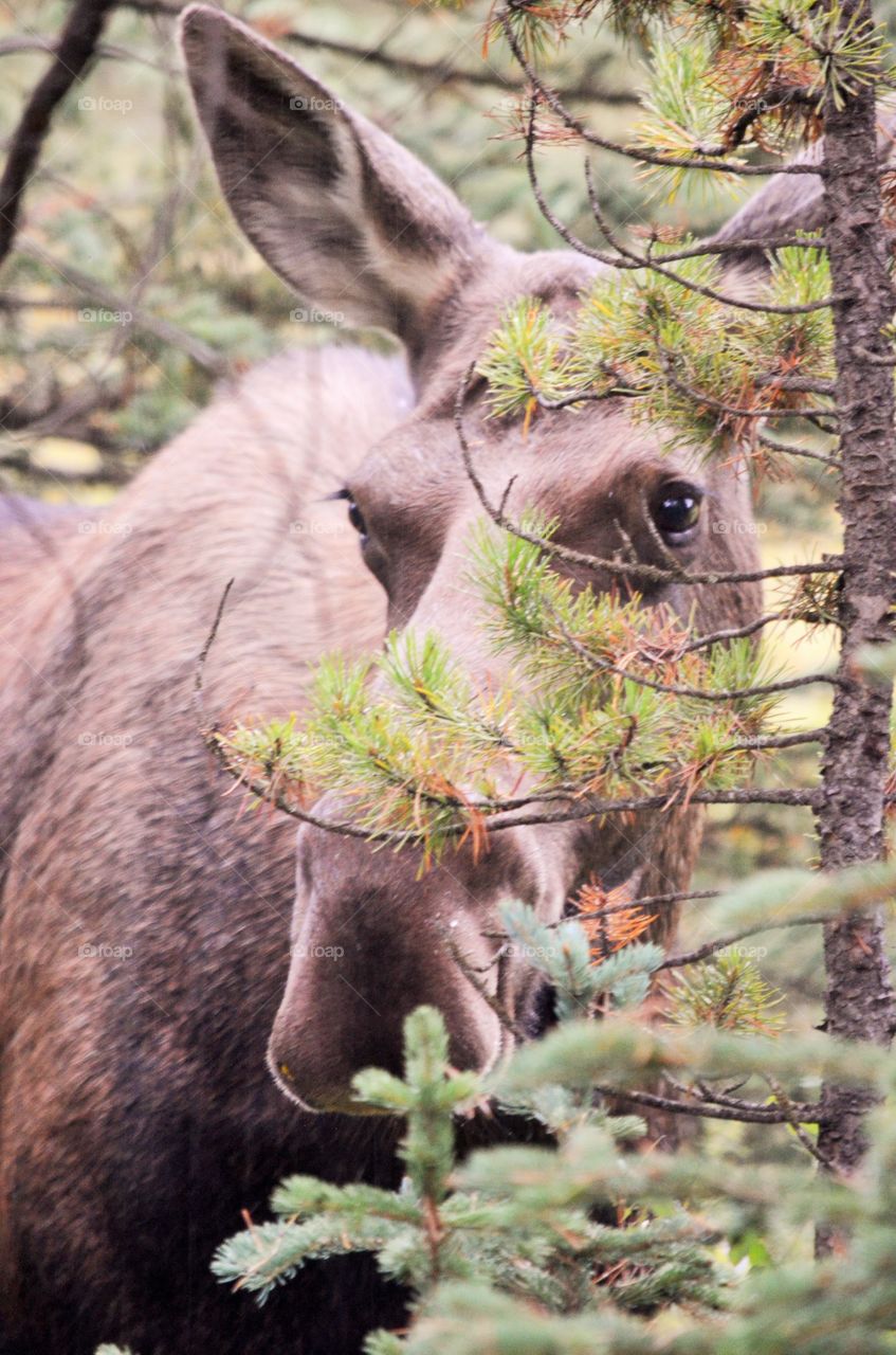 Moose in Peter Lougheed Park