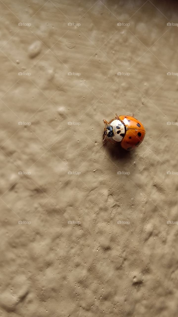 hello ladybug