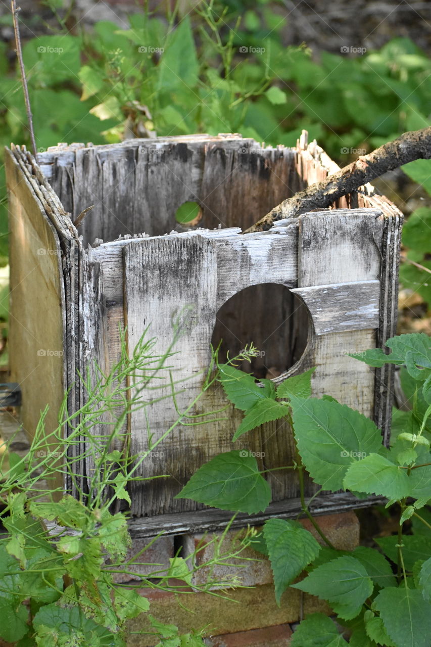 Squirrel and bird house in disarray 