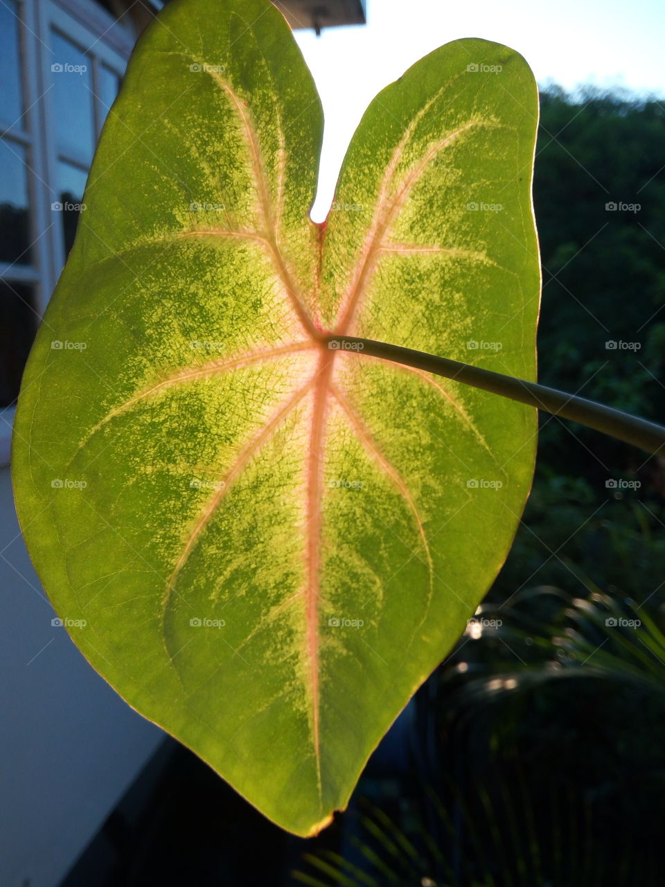 Leaf, No Person, Nature, Flora, Growth
