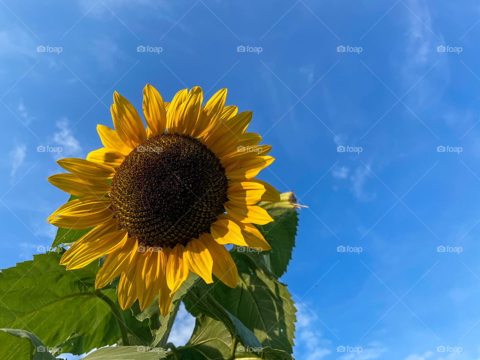 Sunflower with blue sky.