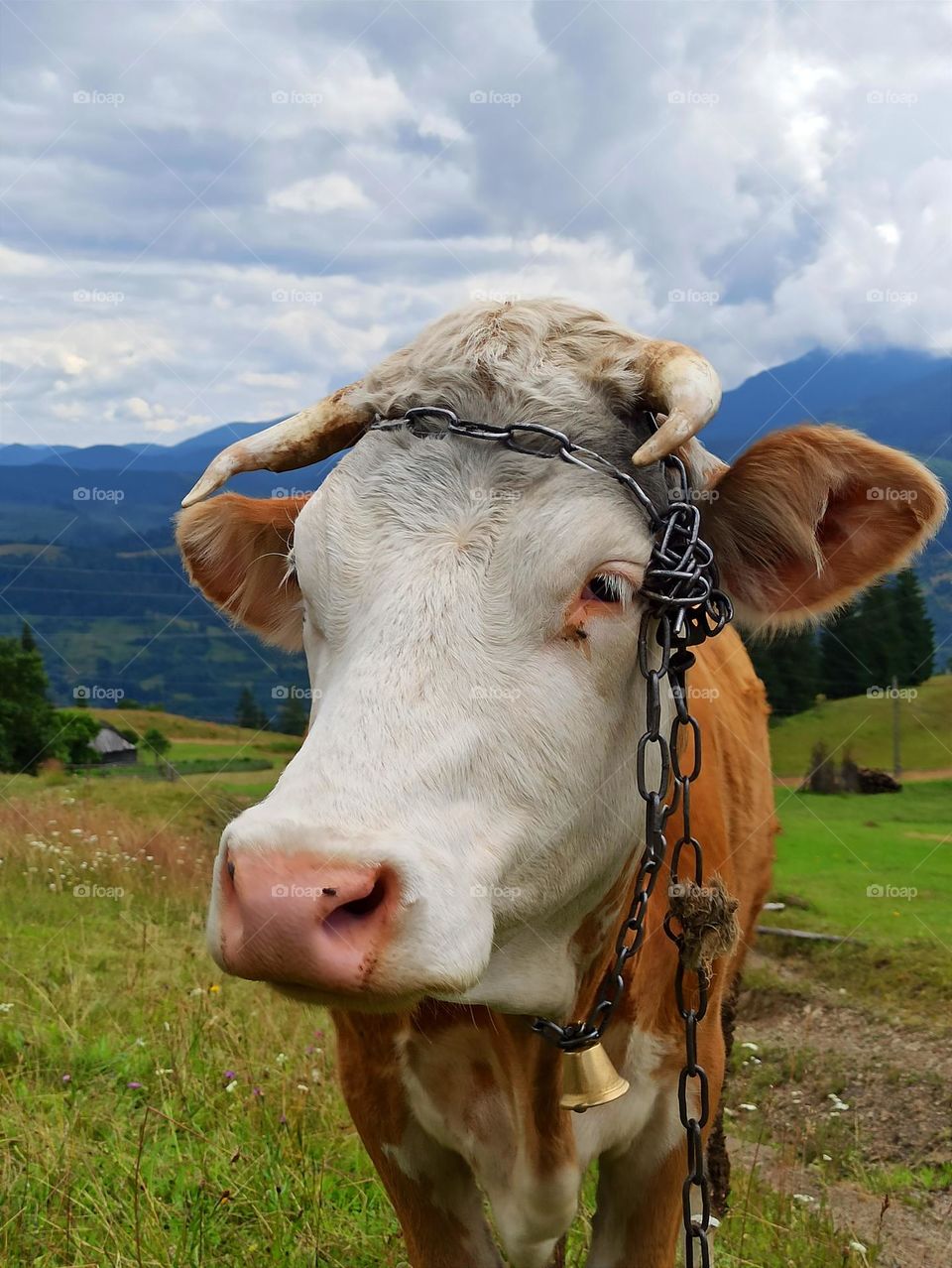 Your favourite travel destination
My beloved Carpathians. Green flower meadows. Cows with bells around their necks. Unforgettable trip across Ukraine. Mountains Dragobrat. Magnificent nature.