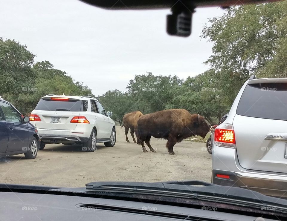 Bumper to buffalo traffic