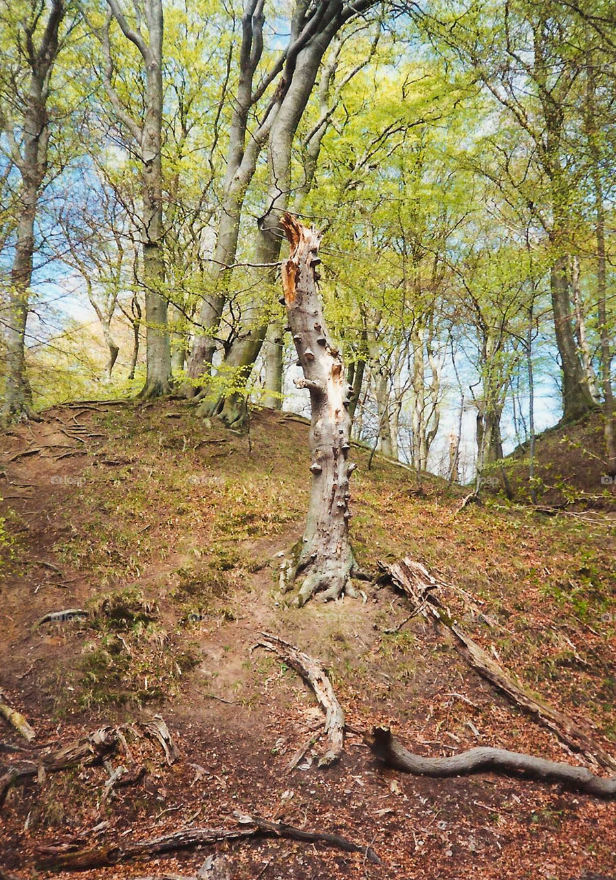 Abgestorbener Baum im Wald zur Frühlingszeit
