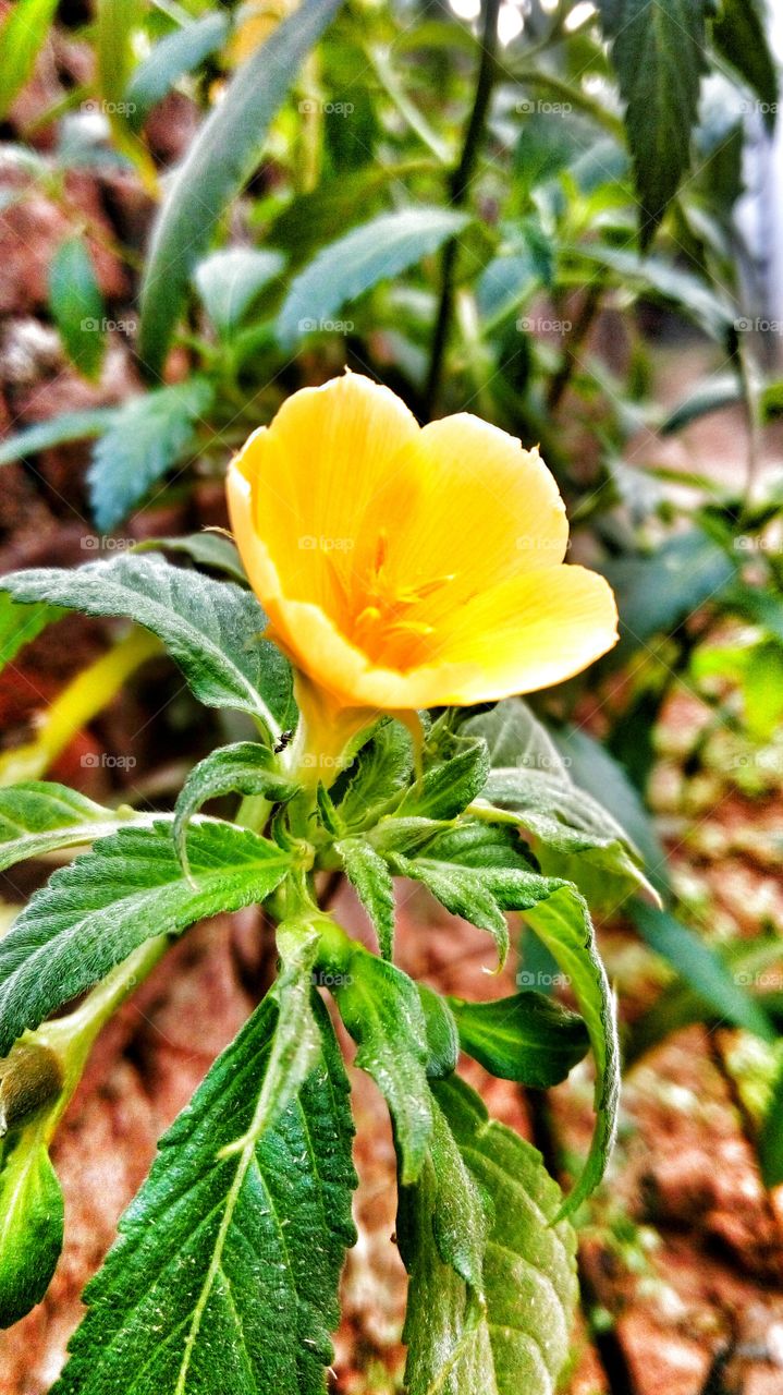 lovely flower with tiny droplets