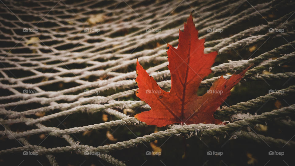A vibrantly red maple leaf resting upon a hammock.