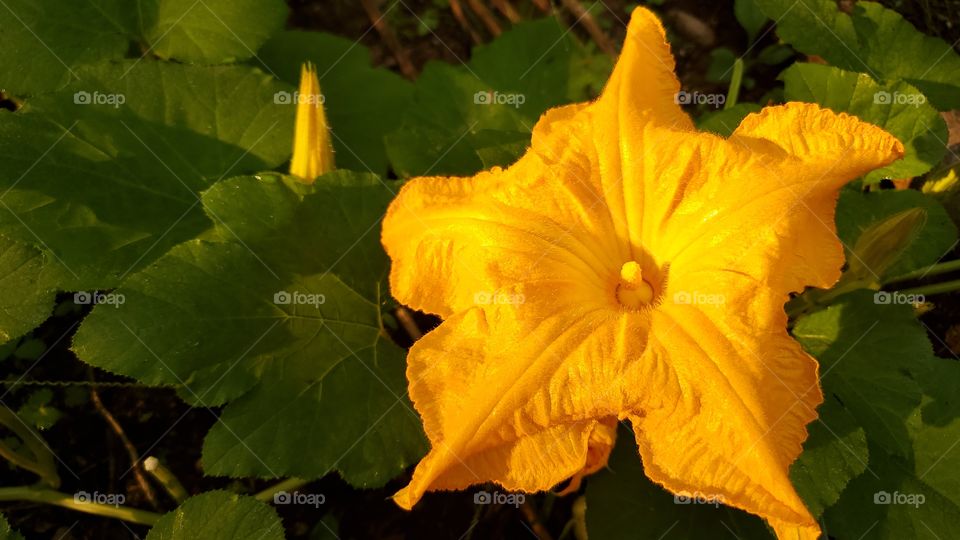 pumpkin flower