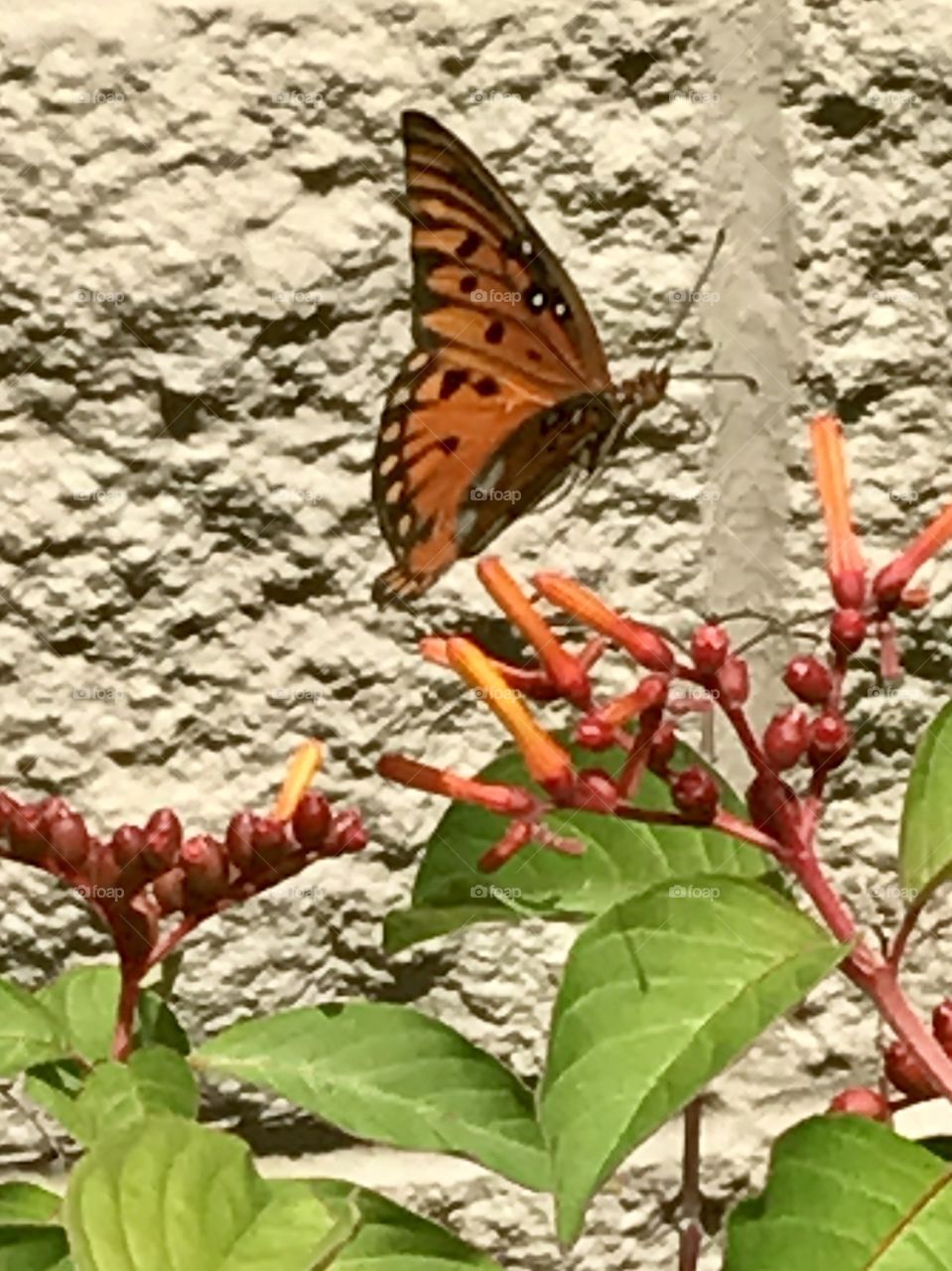Flying orange butterfly