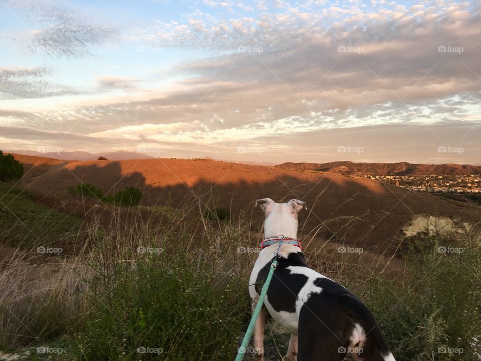Dogs appreciate beautiful sunsets too