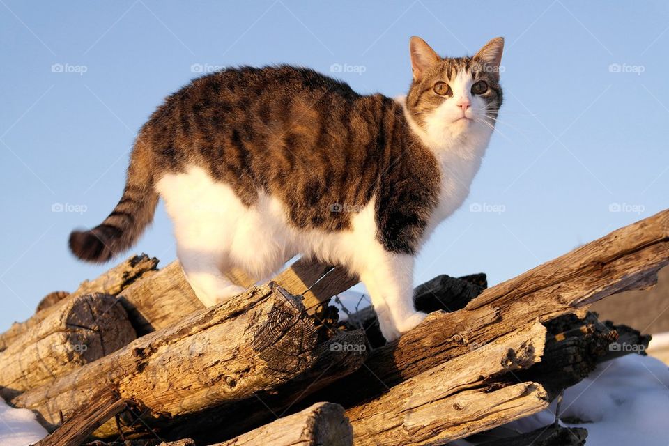 Cat on the woodpile