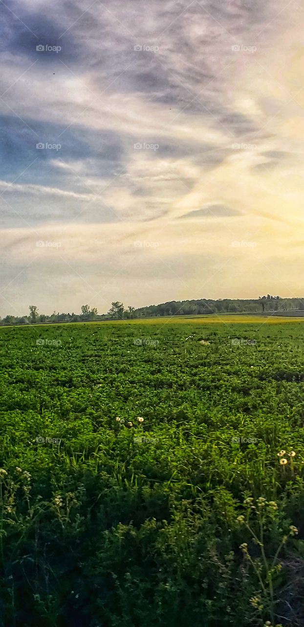 green graden x sunrise