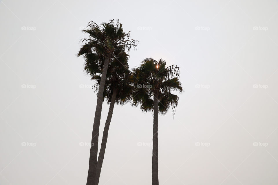 Palm trees at Newport Beach 