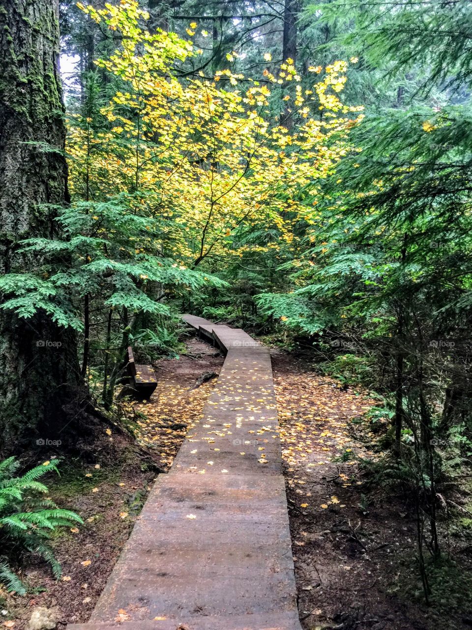 Path through the trees at Lynn Canyon, Vancouver, British Columbia. 