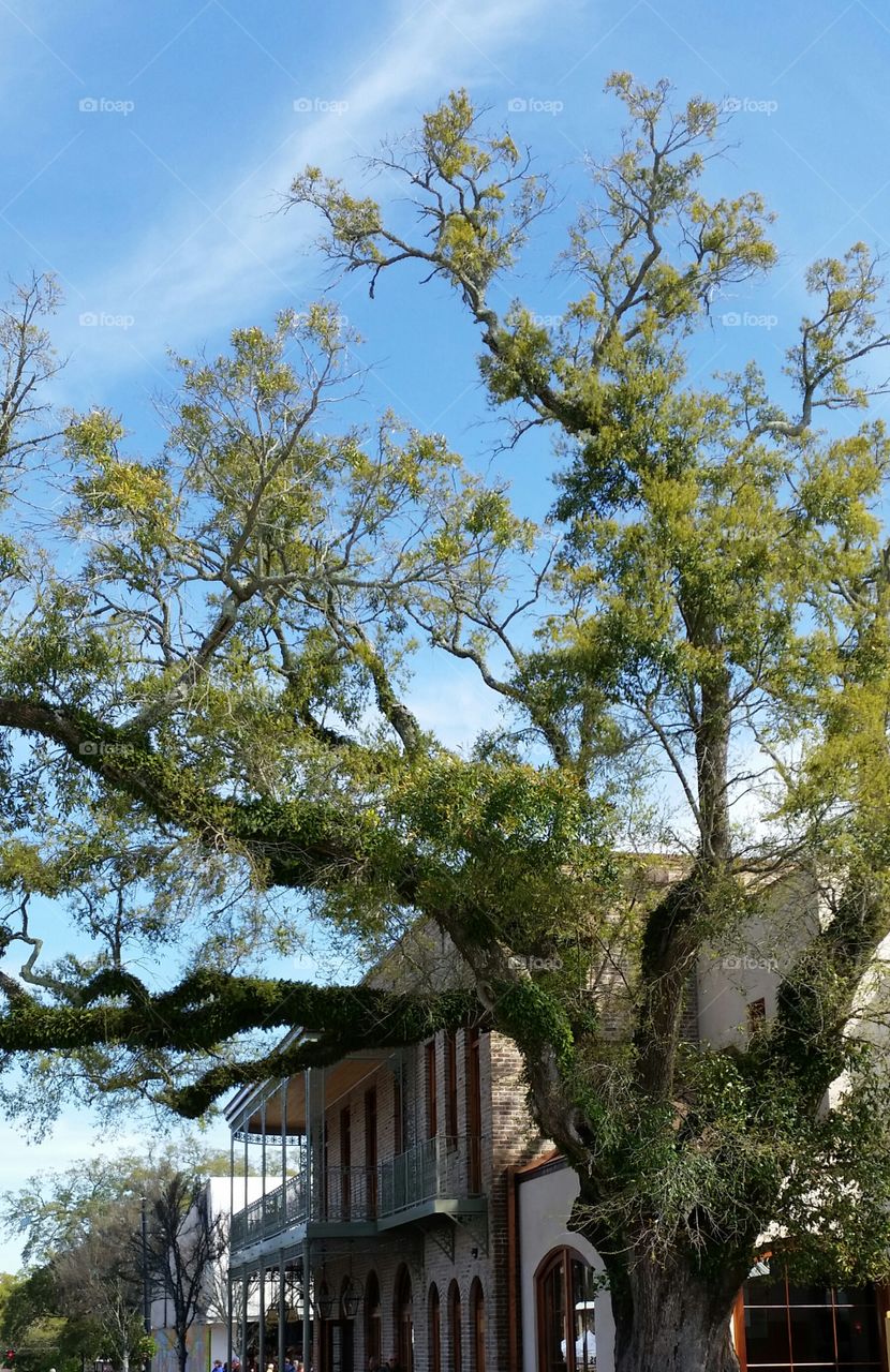 Fairhope AL oak tree