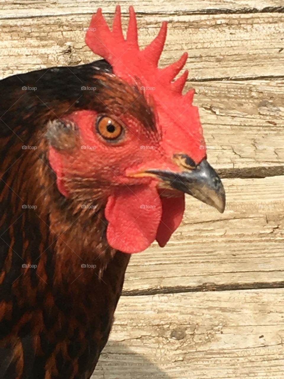 Hen on the deck 