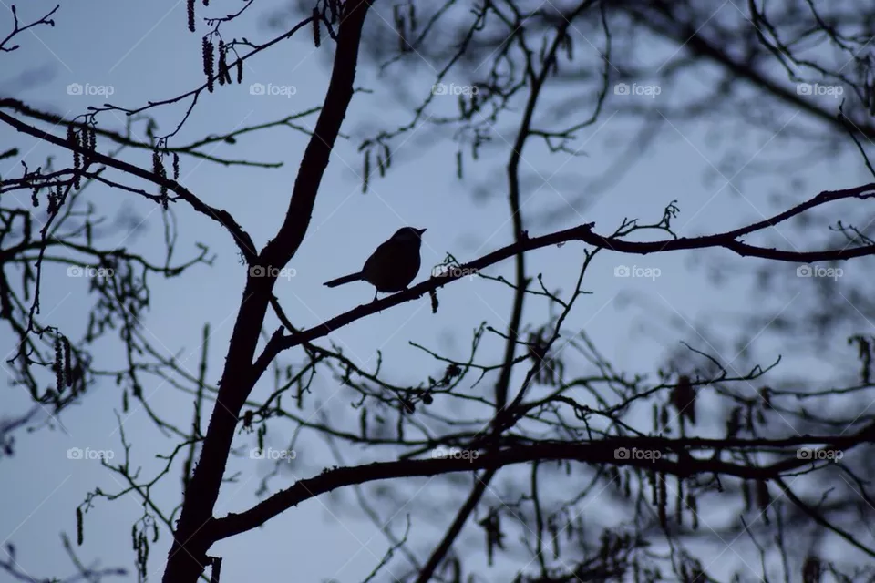 Bird