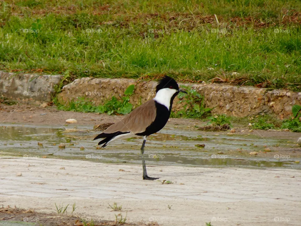 bird