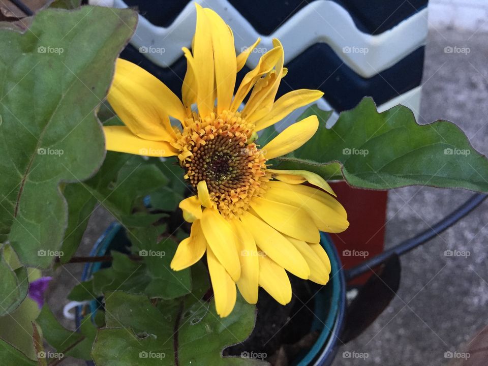 Perfect imperfections 
Gerbera daisy
Didn't quite open right