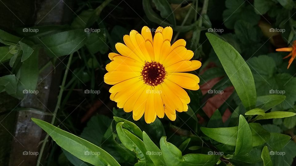 Yellow wild flower