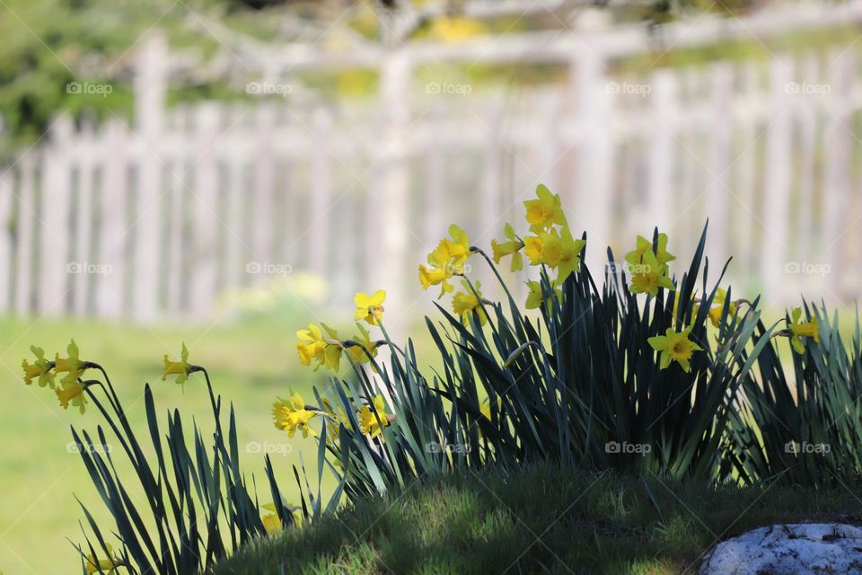 Daffodils in the garden 