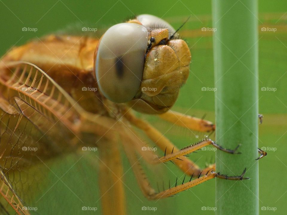 Closeup of dragonfly 