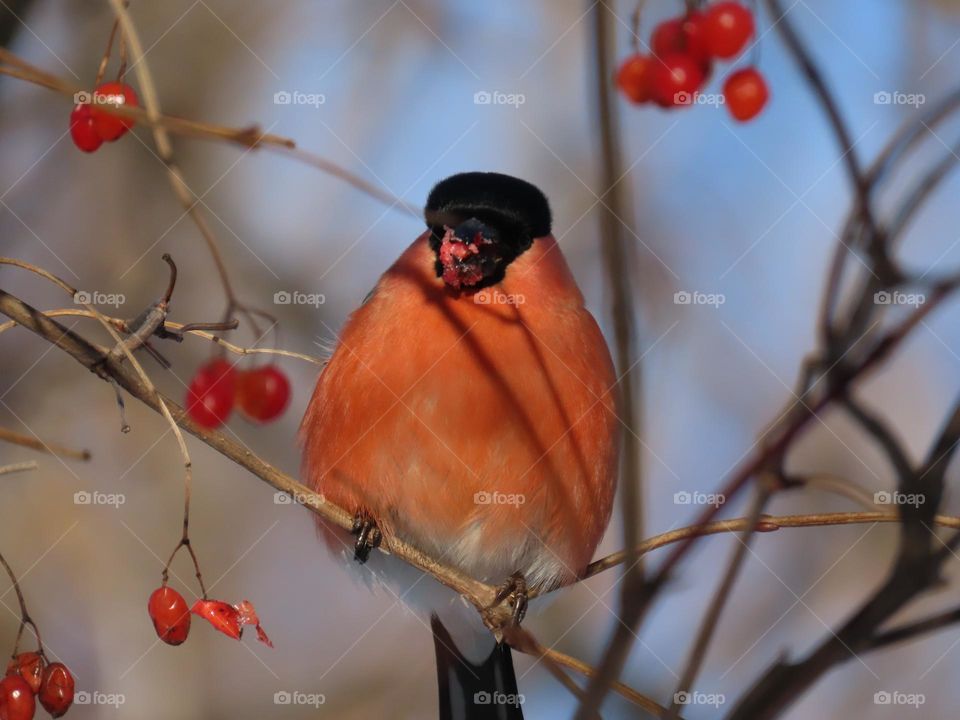 Bullfinch